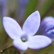 Der Pollen ist gelb. (Bild: W. Wohlers, JKI)