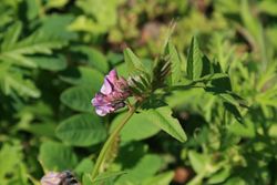 Bärenschote: Blüte – Sten Porse, CC BY-SA 3.0
