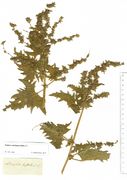 Atriplex calotheca: Stück mit typischer Blattform (Herb. MSTR) (Foto: Rolf Wißkirchen)
