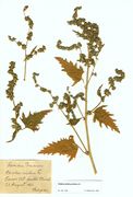 Atriplex calotheca: Stück mit schrotzähnigem Blattrand, Darßer Ort, leg. Bürgener 1926 (Herb. MSTR) (Foto: Rolf Wißkirchen)