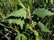 Atriplex calotheca: Pflanze vegetativ mit typischen Blättern, Rügen, 8/2008 (Foto: Eckhard Garve)