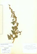 Atriplex glabriuscula: Oldenburg, Bot. Gart., leg. R. Düll, 13.08.1970 (Herb. MSTR) (Foto: Rolf Wißkirchen)