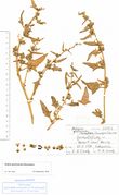 Atriplex glabriuscula: Schweden, Gotland, leg. E. M. Wentz 20.08.1971 (Herb. MSTR) (Foto: Rolf Wißkirchen)
