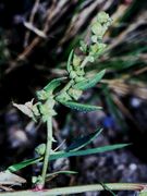 Atriplex glabriuscula: Zweig mit jungen Früchten, Cuxhaven, 9/1993 (Foto: Eckhard Garve)