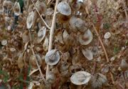 Atriplex hortensis: reife Früchte mit gebleichten Vorblättern, Bot. Gärt. Bonn 23.09.2013 (Foto: Rolf Wißkirchen)