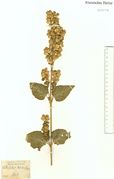 Atriplex hortensis: Niederrheingebiet, Hüls, leg. Becker 1869 (Herb. NHV) (Foto: NHV Bonn)