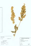 Atriplex hortensis: Stück mit fast reifen Früchten, Kr. Wesel, Rotbachaue, leg. H.B. Döhl 1994 (Herb. MSTR) (Foto: Rolf Wißkirchen)