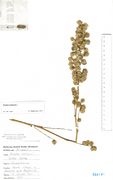 Atriplex hortensis: Zweig mit reifen Früchten, Dortmund leg. D. Büscher (Herb. MSTR) (Foto: Rolf Wißkirchen)