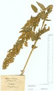 Atriplex hortensis: oberer Teil einer fruchtenden Pflanze (Herb. MSTR) (Foto: Rolf Wißkirchen)