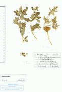 Atriplex laciniata: Süd-Irland, Cork, leg. E.M. Wentz (Herb. MSTR) (Foto: Rolf Wißkirchen)