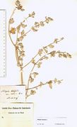 Atriplex laciniata: Norderney, leg. von der Mark (Herb. MSTR) (Foto: Rolf Wißkirchen)