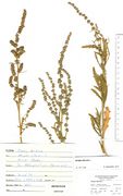Atriplex littoralis: drei fruchtende Teilstücke (rechts eines mit stärker gezähnten Blättern), Niedersachsen, Langeroog, Esens, leg. Lipowczyk, 30.08.1990 (Herb. MSTR) (Foto: Rolf Wißkirchen)
