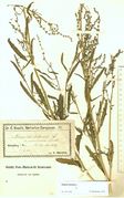 Atriplex littoralis: blühend-fruchtende Pflanze, Russland, Kaliningrad, leg. C. Baenitz, 07.09.1881 (Herb. MSTR) (Foto: Rolf Wißkirchen)