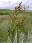 Atriplex littoralis: Pflanze zu Blühbeginn mit Anthese männlicher Blüten, Niederlande, Texel, De Schorren, 11.07.2007 (Foto: Ulf Schmitz)