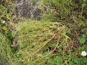 Atriplex littoralis: Pflanzen vegetativ im dichten Bestand (umgebogen), island Bogo, 04.08.2009 (Foto: Günther Blaich)