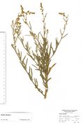Atriplex littoralis: blühende Pflanze, Niedersachsen, Langeroog, Esens, leg. Lipowczyk, 30.08.1990 (Herb. MSTR) (Foto: Rolf Wißkirchen)