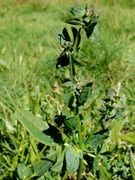 Atriplex longipes: Sprossspitze, Rügen, 8/2008 (Foto: Eckhard Garve)