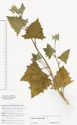 Atriplex micrantha: vegetatives Stück, Dortmund, Halde Ellinghausen, leg. D. Büscher, 21.06.2008 (Herb. MSTR) (Foto: Rolf Wißkirchen)