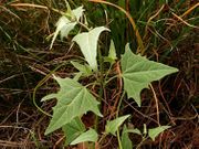 Atriplex micrantha: Blätter, Sachsen-Anhalt, Zielitz, 8/2008 (Foto: Eckhard Garve)