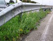 Atriplex micrantha: blühend-fruchtende Pflanzen, Rastplatz Wonnegau an der A-61 bei Worms, 29.09.2004 (Foto: Ulf Schmitz)