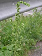 Atriplex micrantha: Blütenstand mit unreifen Früchten, Rastplatz Wonnegau an der A-61 bei Worms, 29.09.2004 (Foto: Ulf Schmitz)