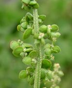 Atriplex micrantha: Blütenknäuel mit unreifen Früchten, Rastplatz Wonnegau an der A-61 bei Worms, 29.09.2004 (Foto: Ulf Schmitz)