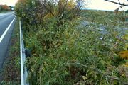 Atriplex micrantha: Pflanzen im Bereich des Mittelstreifens eines Autobahnzubringers am östl. Ortseingang von Meckenheim Richtung Bonn, 09.10.2013 (Foto: Rolf Wißkirchen)