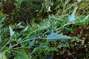 Atriplex micrantha: Zweig einer Pflanze, Mittelstreifen-Bereich eines Autobahnzubringers am östl. Ortseingang von Meckenheim Richtung Bonn, 09.10.2013 (Foto: Rolf Wißkirchen)