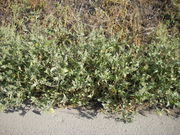 Atriplex micrantha: Gruppe von Pflanzen, Mannheim, 06.09.2009 (Foto: Günther Blaich)
