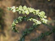 Atriplex micrantha: Zweig einer Pflanze mit unreifen Früchten, Mannheim, 06.09.2009 (Foto: Günther Blaich)