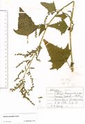 Atriplex micrantha: oberer Teil einer blühend(-fruchtenden) Pflanze, Minden, leg. E.M. Wentz, 08.10.1987 (Herb. MSTR) (Foto: Rolf Wißkirchen)