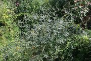 Atriplex oblongifolia: große überhängende Pflanze im Bereich einer Erdaufschüttung, Oberfranken, Forchheim bei Bamberg, 04.09.2014 (Foto: Rolf Wißkirchen)