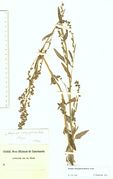 Atriplex oblongifolia: Rheingau, Bingen, leg. P. Wirtgen (Herb. MSTR) (Foto: Rolf Wißkirchen)