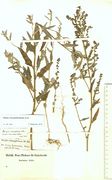 Atriplex oblongifolia: Ungarn, Budapest, leg. F. Lang (Herb. MSTR) (Foto: Rolf Wißkirchen)
