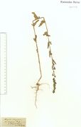Atriplex oblongifolia: Nahetal bei Kreuznach, leg. P. Wirtgen, 1841 (Herb. NHV) (Foto: NHV Bonn)