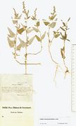 Atriplex oblongifolia: bei Halle, leg. Beckhaus, (Herb. MSTR) (Foto: Rolf Wißkirchen)