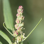 Knospen stehen in Knäueln auf kurzen Stielen in einer Scheinähre. (Bild: W. Wohlers, JKI)