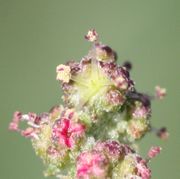 Eine männliche Blüte mit geöffneten Antheren. Der Pollen ist hellgelb. Unten die rosa, noch geschlossenen Antheren mit kleinen Hüllblättern. (Bild: W. Wohlers, JKI)