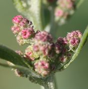 Von den winzigen weiblichen Blüten ohne Blütenhülle sieht man nur die beiden Narbenäste. Leider viele Fotos unscharf. (Bild: W. Wohlers, JKI)