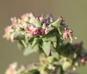 Männliche und weibliche Blüten in Knäueln gemischt mit den erscheinenden Vorblättern. (Bild: W. Wohlers, JKI)