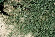 Atriplex patula: typischer Aspekt einer stark verzweigten, niederliegend wachsenden Pflanze, Niederrheinische Bucht, Absetzbecken der Zuckerfabrik Euskirchen, 01.09.1982 (Foto: Rolf Wißkirchen)