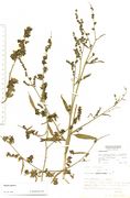 Atriplex patula: Niederrheingebiet, bei Krefeld-Hüls, leg. Kutzelnigg, 09.09.1983 (Herb. MSTR) (Foto: Rolf Wißkirchen)