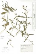 Atriplex patula: Österreich, Tirol, Pitztal, leg. Kutzelnigg, 28.08.1992 (Herb. MSTR) (Foto: Rolf Wißkirchen)