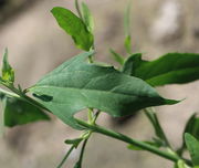 Ein Blatt mit zwei großen Seitenlappen und zwei Zähnchen. (Bild: W. Wohlers)