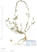 Atriplex patula: kleine ganze Pflanze, Minden, leg. E.M. Wentz, (Herb. MSTR) (Foto: Rolf Wißkirchen)