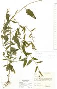 Atriplex patula: Bergisches Land, bei Heiligenhaus, leg. Beckhoff (Herb. MSTR) (Foto: Rolf Wißkirchen)