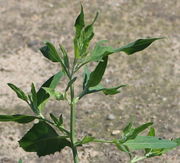 An dieser Triebspitze sind drei Blattformen zu sehen. Unten ein rhombisches Blatt mit vielen Zähnchen. (Bild: W. Wohlers)