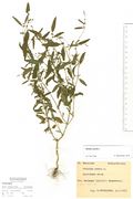 Atriplex patula: Neanderthal, leg. Kutzelnigg, 30.08.1975 (Herb. MSTR) (Foto: Rolf Wißkirchen)