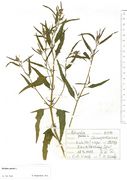 Atriplex patula: Stängelblätter mit deutlichen Basalzähnen, spitz, Leteln (Minden), Kanalböschung, leg. E.M. Wentz (Herb. MSTR) (Foto: Rolf Wißkirchen)