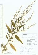 Atriplex patula: Stängelblätter ohne Basalzähne, stumpflich, Westfalen, Kleinenbremen, leg. Farenholtz (Herb. MSTR) (Foto: Rolf Wißkirchen)